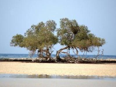 EL QULAAN ganzen Tag vom Strand